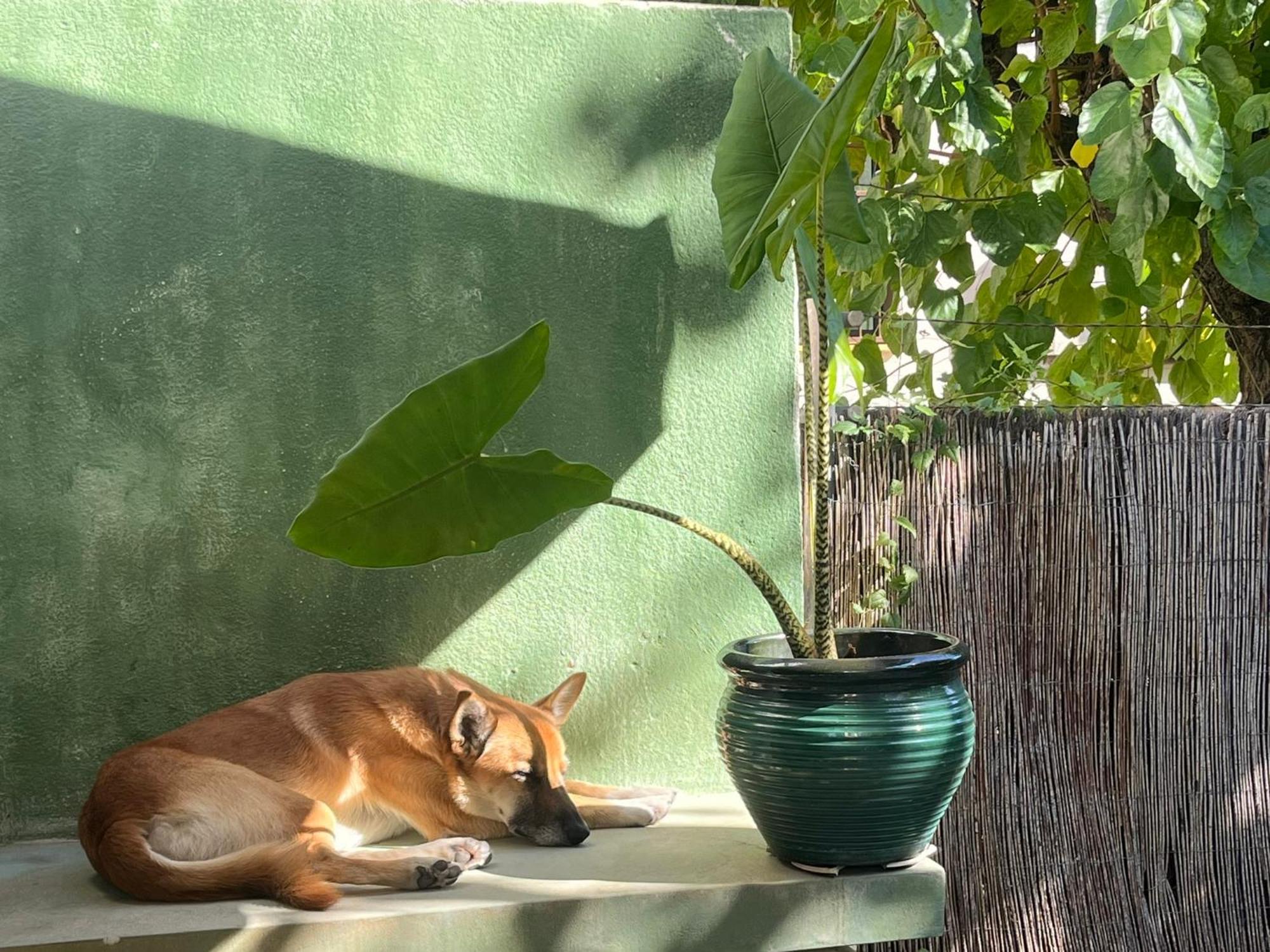 Lemon Tree Guest House Tiana Ngoại thất bức ảnh